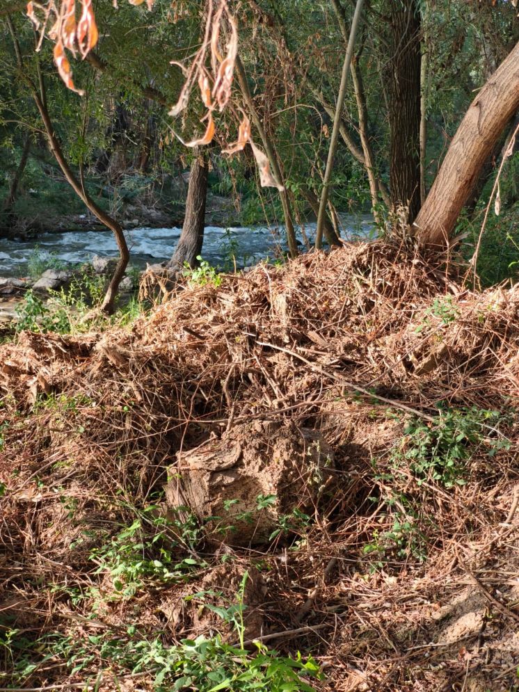 Plásticos, toallitas, ramas y basura: “¿a esto se refiere Guarinos cuando presume de limpieza del río Henares?”, denuncia el PSOE
